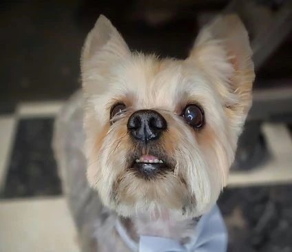 An excited pooch at Meagan's 1on1 Dog Grooming