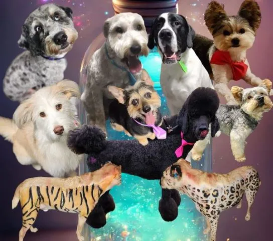 a collage of Meagan's groomed dogs